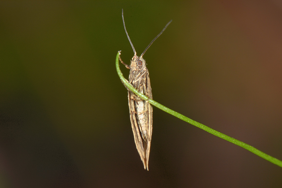 Eriocottidae? S, Eriocottis sp.